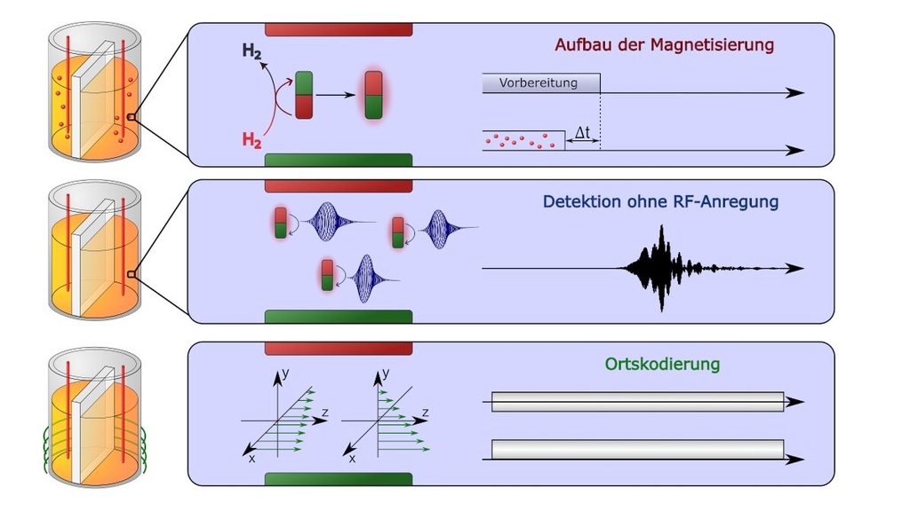 Grafik der durch  quantenverschränkten Wasserstoff umgedrehten Kernspins. Das Signal entsteht durch Zurückdrehen der Kernspins im Magnetfeld. 